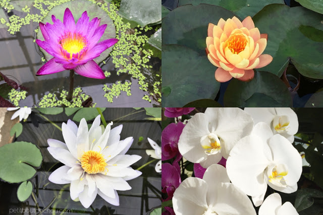 Waterlilies at queen sirikit botanic garden mae rim chiang mai