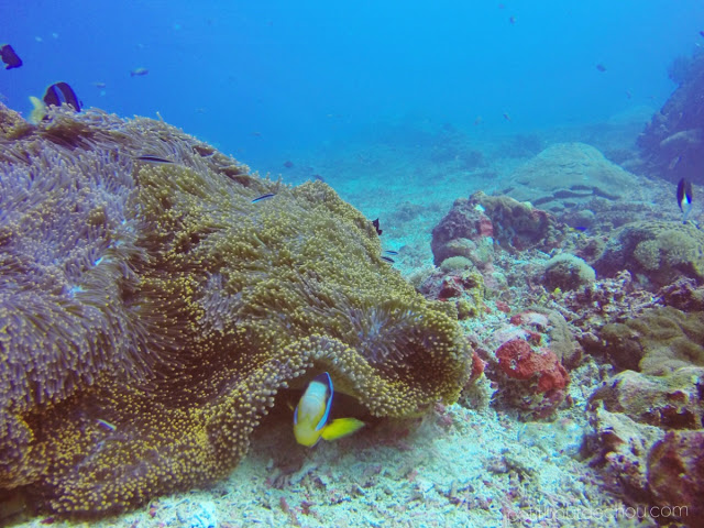 Clown fish and anemone in Nusa Penida - 1