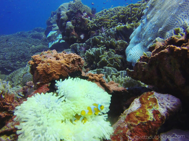 Clown fish and anemone in Nusa Penida - 2