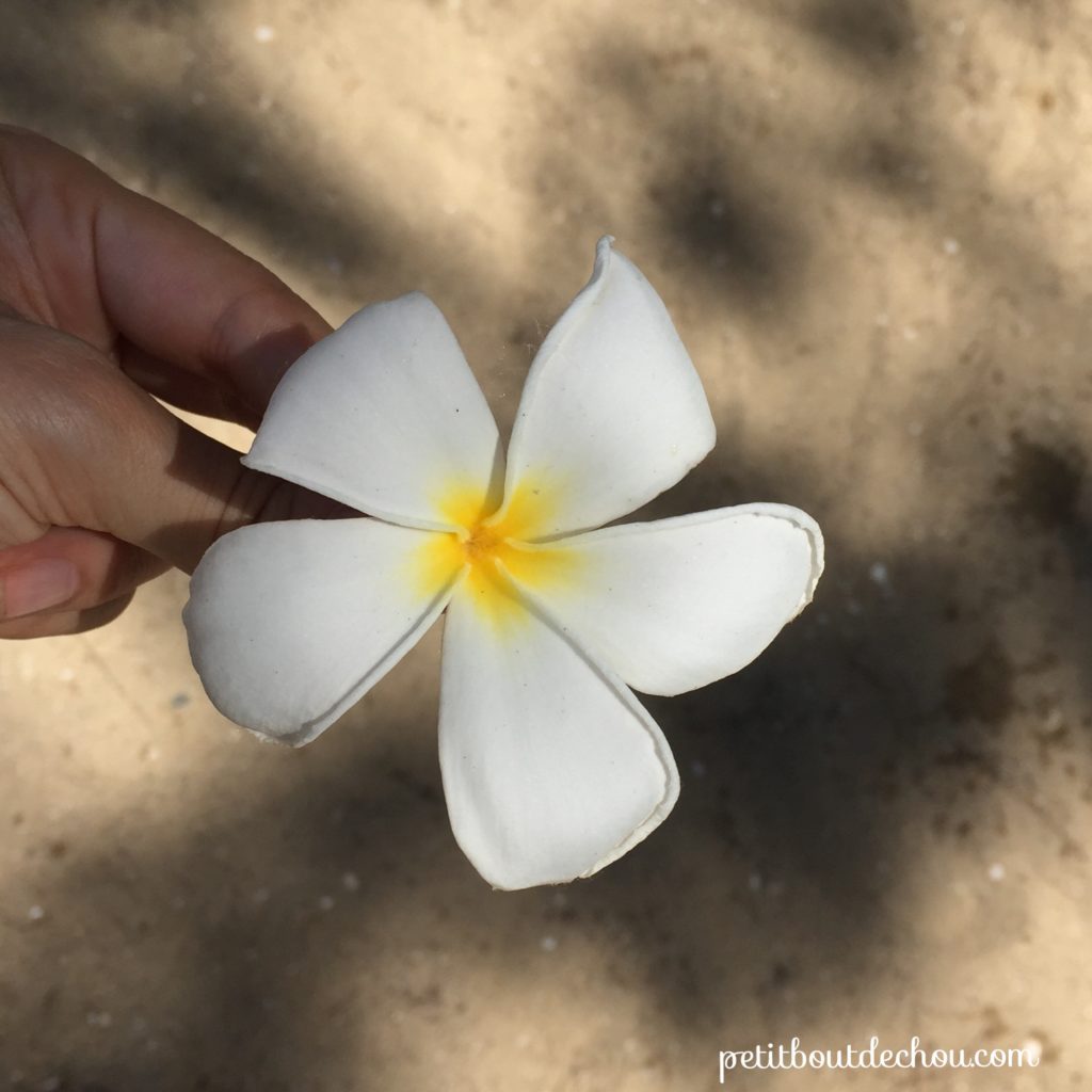 white frangipani flower Hong Kong