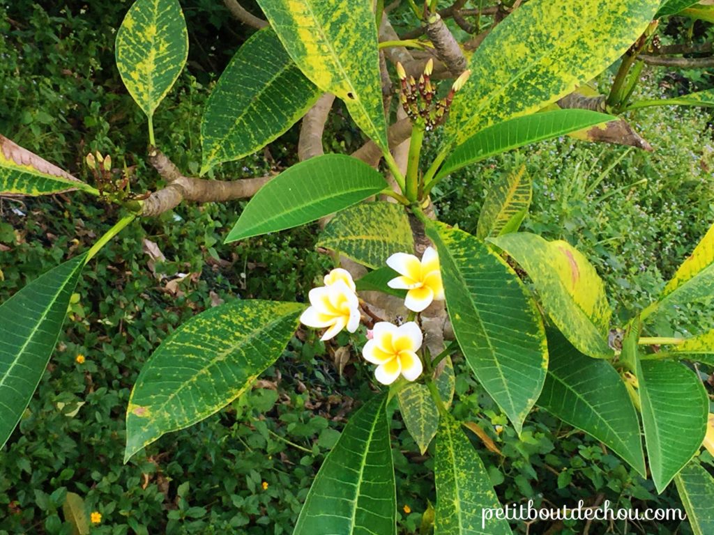 frangipani hong kong