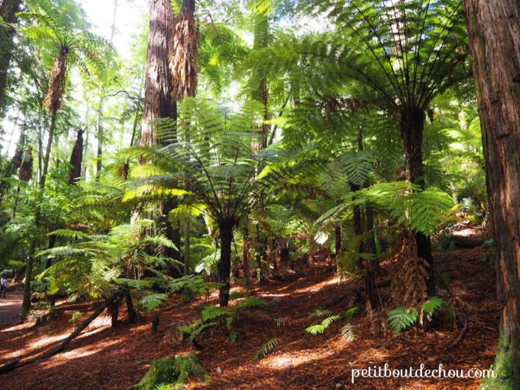 Rotorua red forest