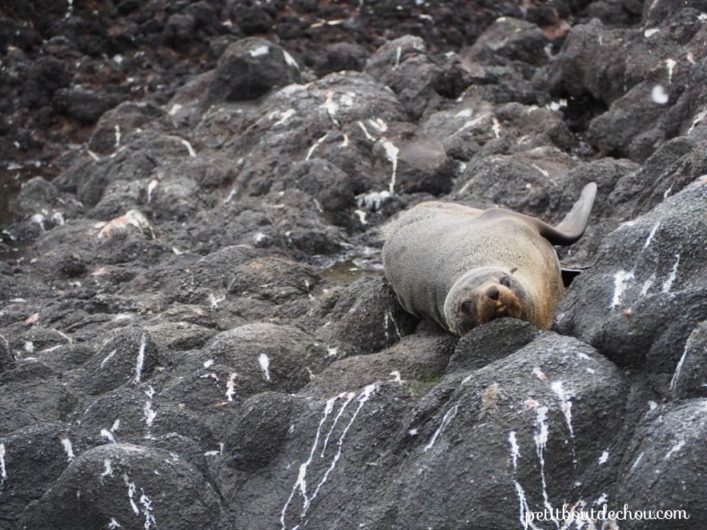 Seal in Otago Peninsula