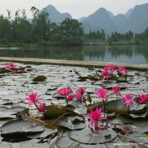 ninh binh waterlily