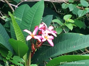 pink frangipani flower hong kong